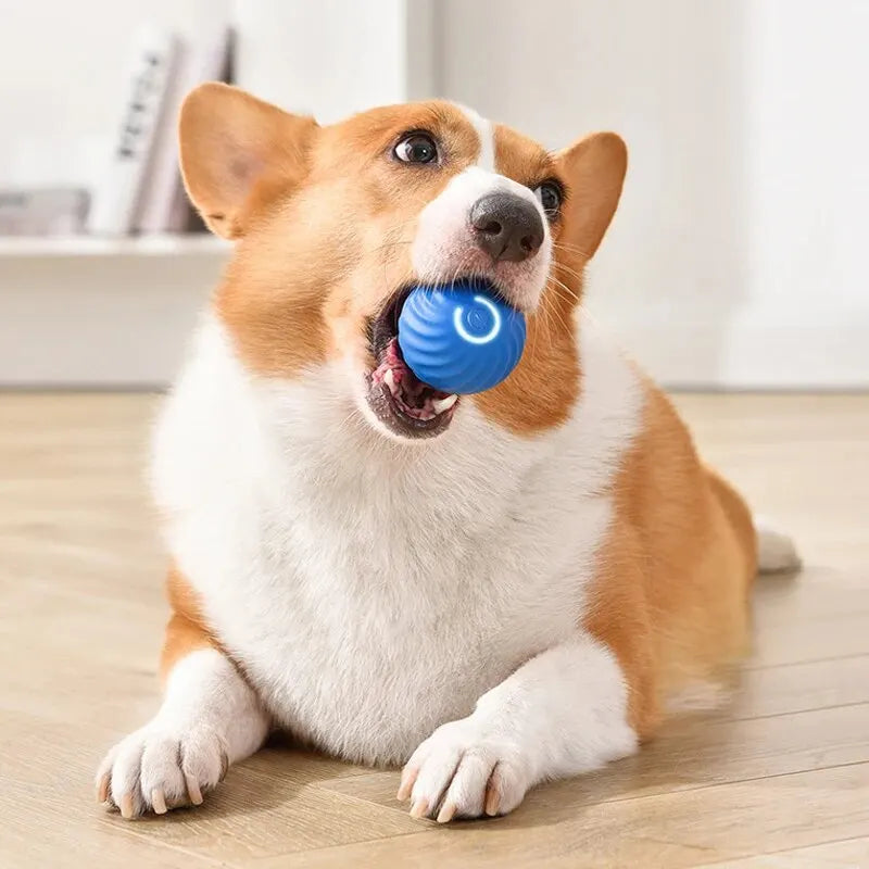 PawHaven™ Smart Motion Interactive Dog Ball – Rechargeable